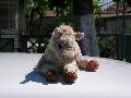 Picture 38